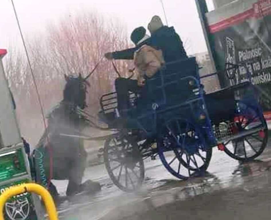 Oburzający incydent w Makowie Mazowieckim. Myli konia myjką ciśnieniową