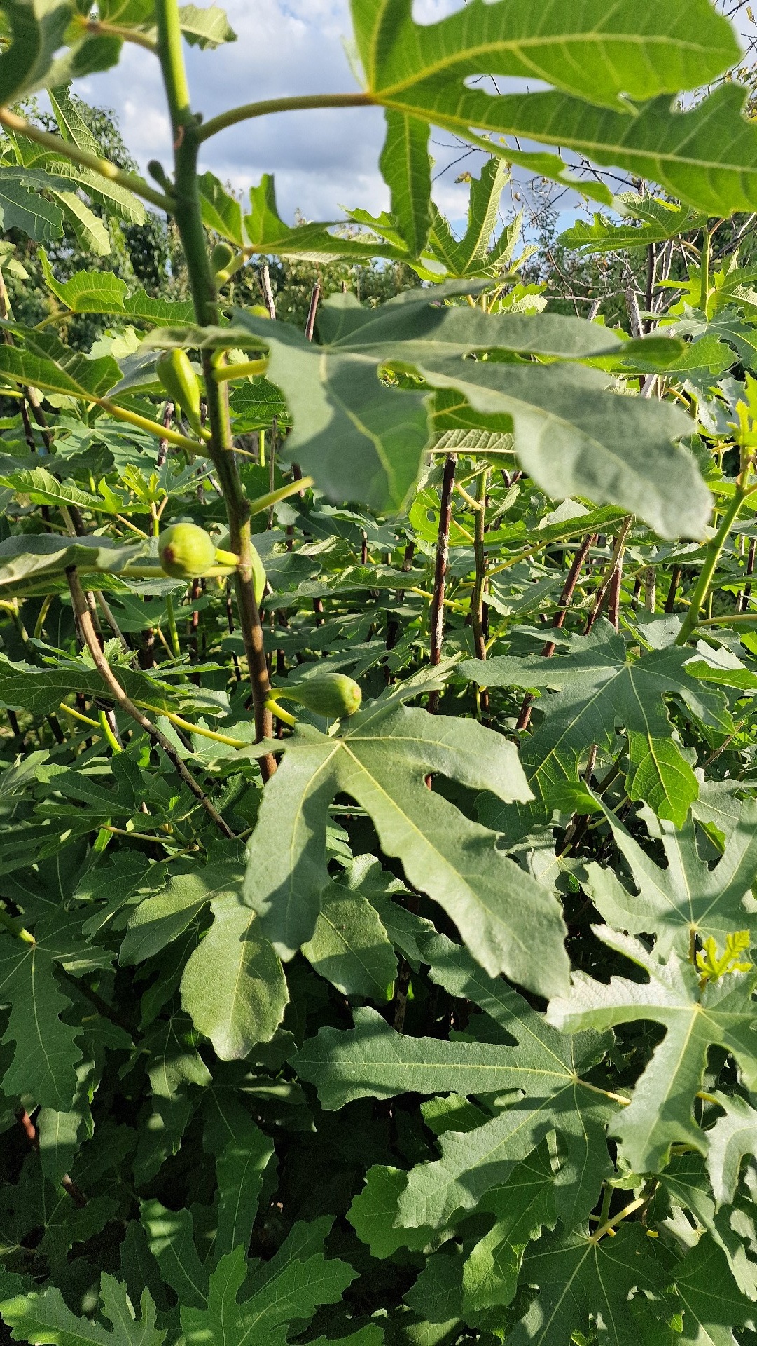 faf5cd89-5dec-443d-8b65-e7f069fc2eaf