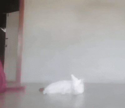 e33e6ae0-b1fe-44bc-a737-d03f1a7385c3