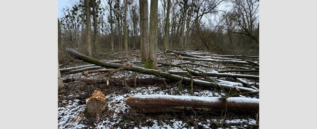 Nielegalna wycinka kilkuset drzew w obszarze Natura 2000 w Toruniu. Miasto zgłosiło sprawę na policje