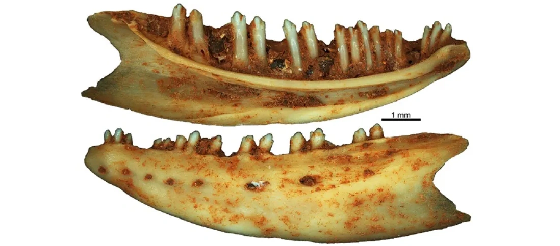 Paleontolog: gatunki gadów i płazów w dżunglach Europy sprzed 37 mln były niezwykle zróżnicowane
