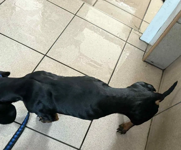 Pseudohodowla w Bydgoszczy. Poza 85 yorkami jest wychudzony jamnik