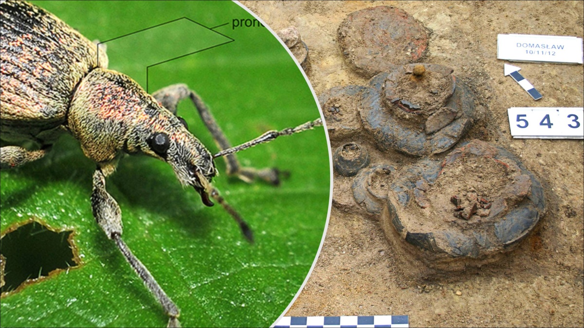 Bi-ŻUK-teria z Domasławia. Ozdoba z chrząszczy w grobie sprzed 2700 lat