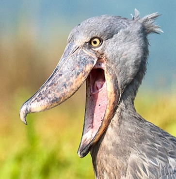 f81696e1-e048-414c-82c5-87f375415a78