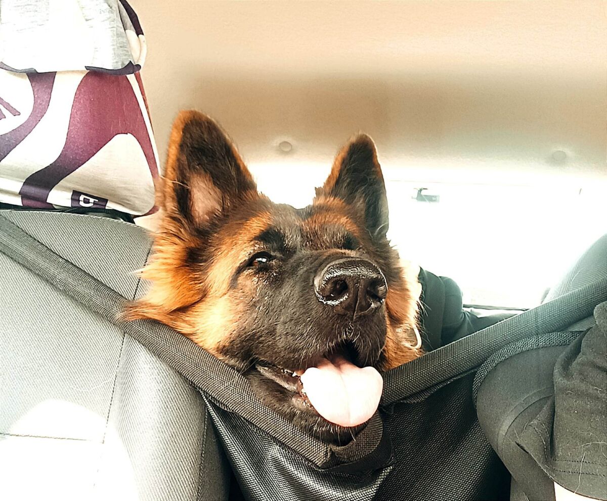 e3c0b36c-3fd5-44d5-bb82-8d2c4fe3f6e6