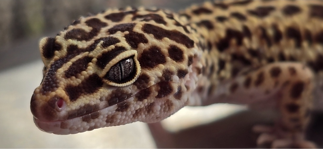 ae729a8a-f535-4e04-84a6-4bbd4c3d5c34