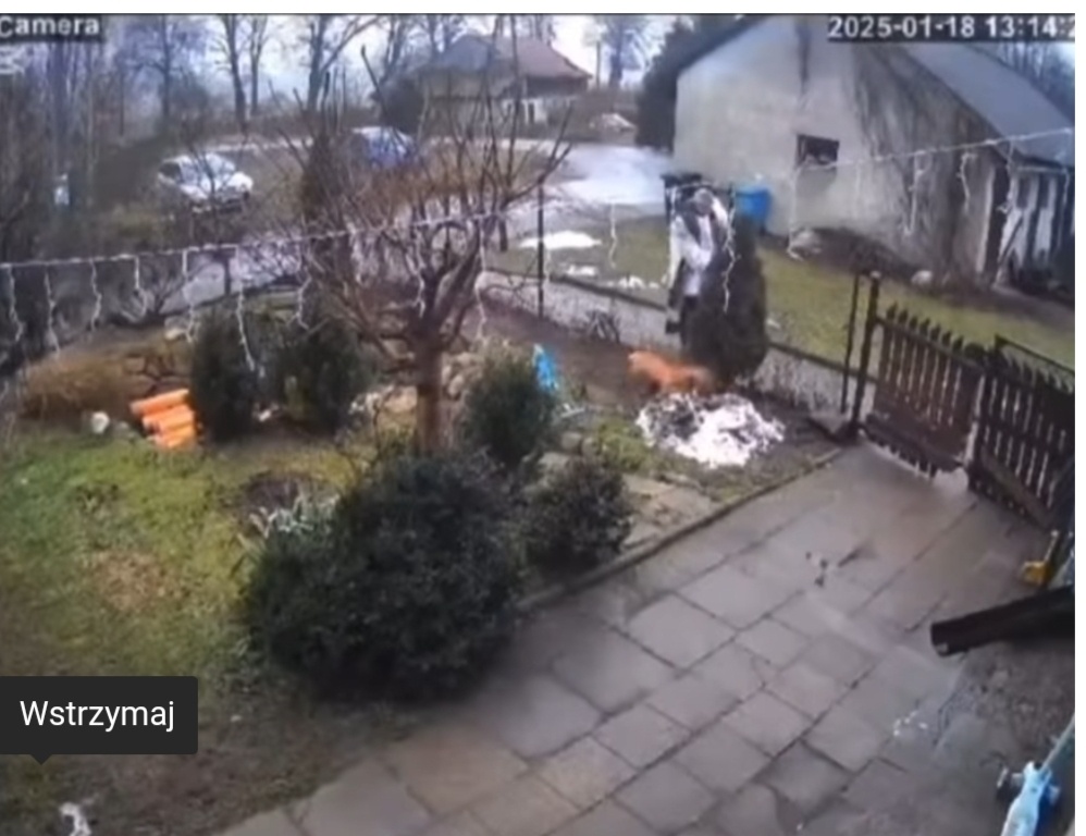 Ksiądz podczas kolędy w Tolkowcu zaatakował psa? Szokujące nagranie obiegło sieć