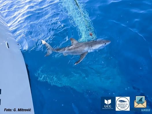 Rekin biały w Adriatyku. Zachowaj ostrożność, nie pływaj o świcie!