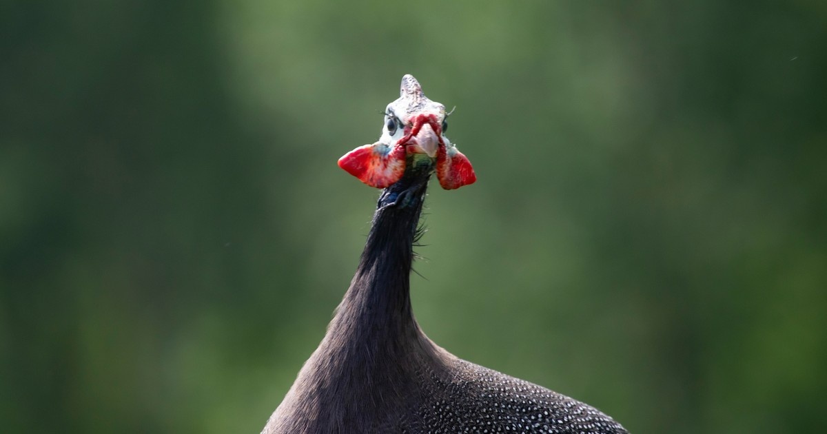 Te zapomniane domowe ptaki to młot na kleszcze. Wystarczy kilka na podwórku