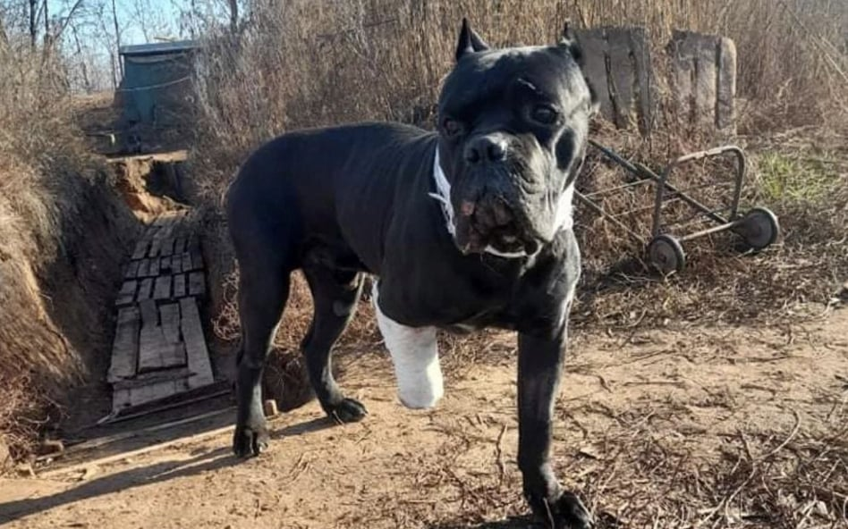 Pies - weteran wojenny na leczeniu w Polsce