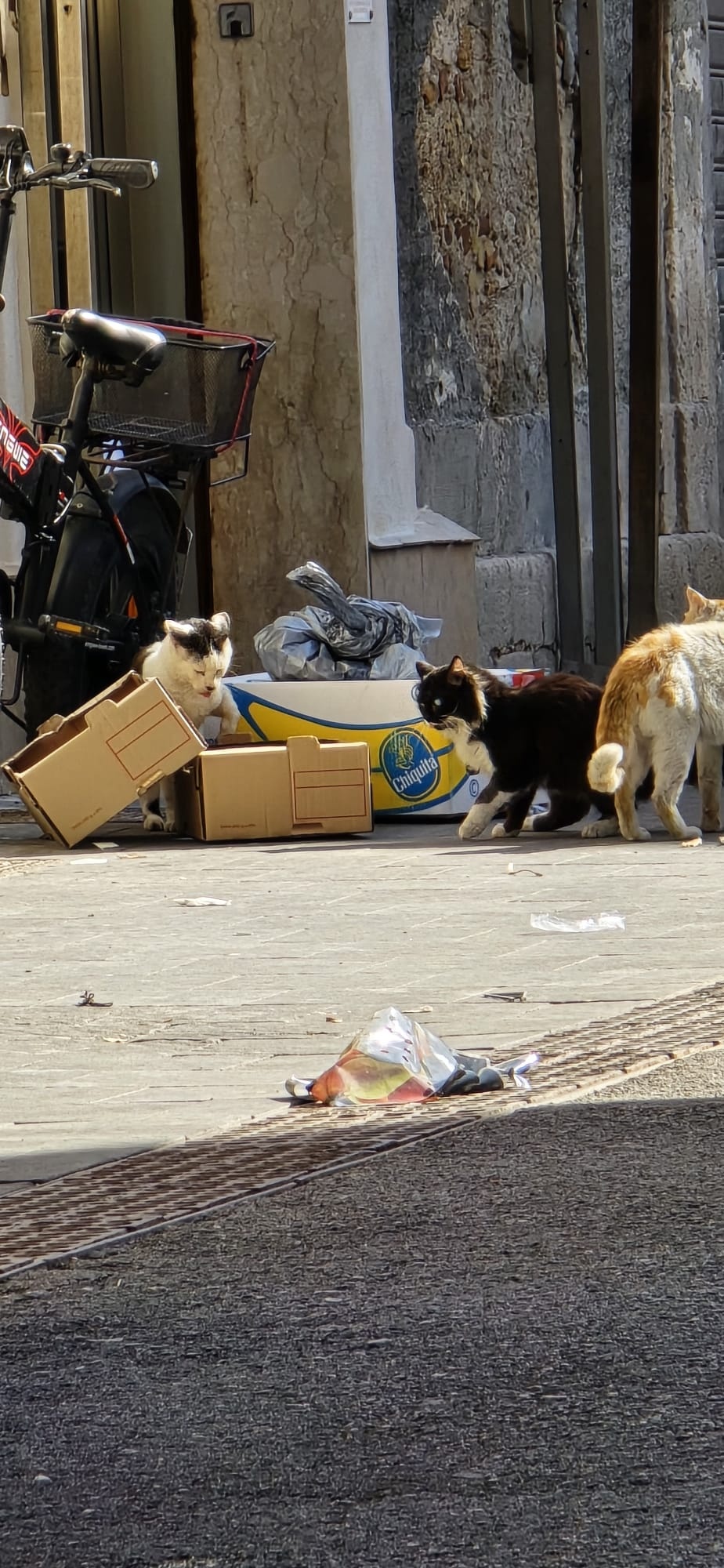 cd4ec909-8bc2-4bfc-8959-bc8d72c30d62