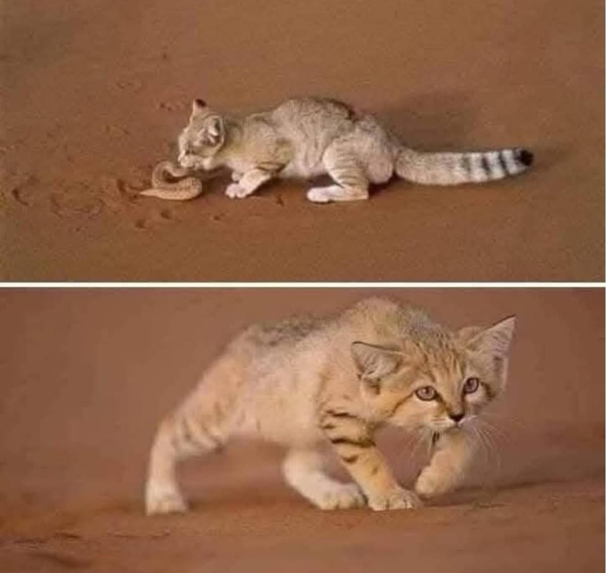 0775ddf5-ba37-4096-ba53-47ca315fecc5