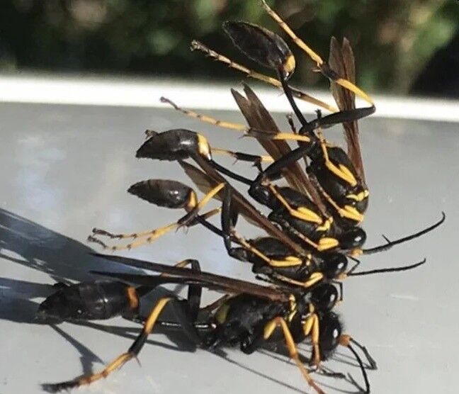 f9a5c8f4-ff7f-47ce-8765-6d8fd3a63452