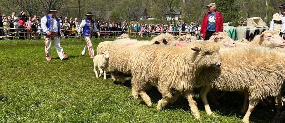 Owce wracają na hale, a Pieniny świętują. Wiosenny redyk w Szczawnicy