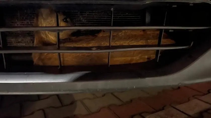 Sarna pomiędzy zderzakiem a chłodnicą. "Sytuacja jedna na milion"