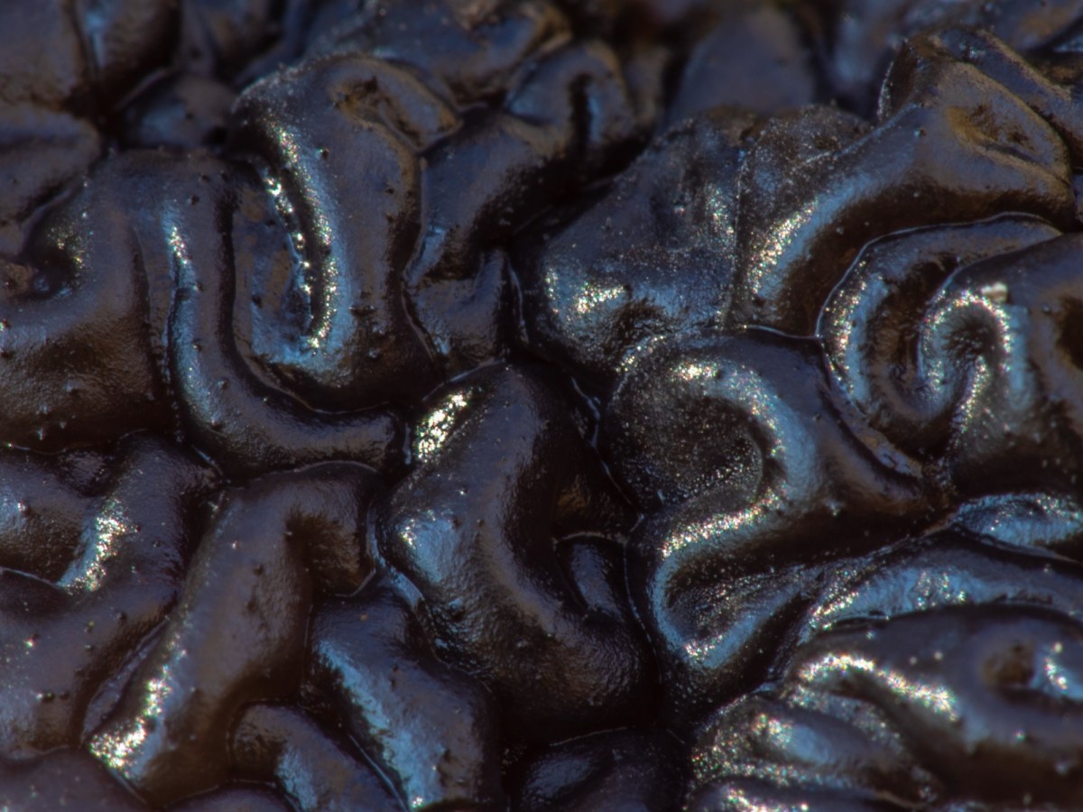 Kisielnica czarniawa, czyli grzyb który przypomina ludzki mózg