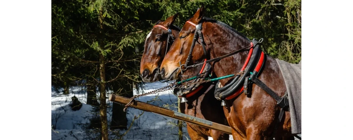 Naukowcy z Politechniki Śląskiej badają wysiłek koni z Morskiego Oka