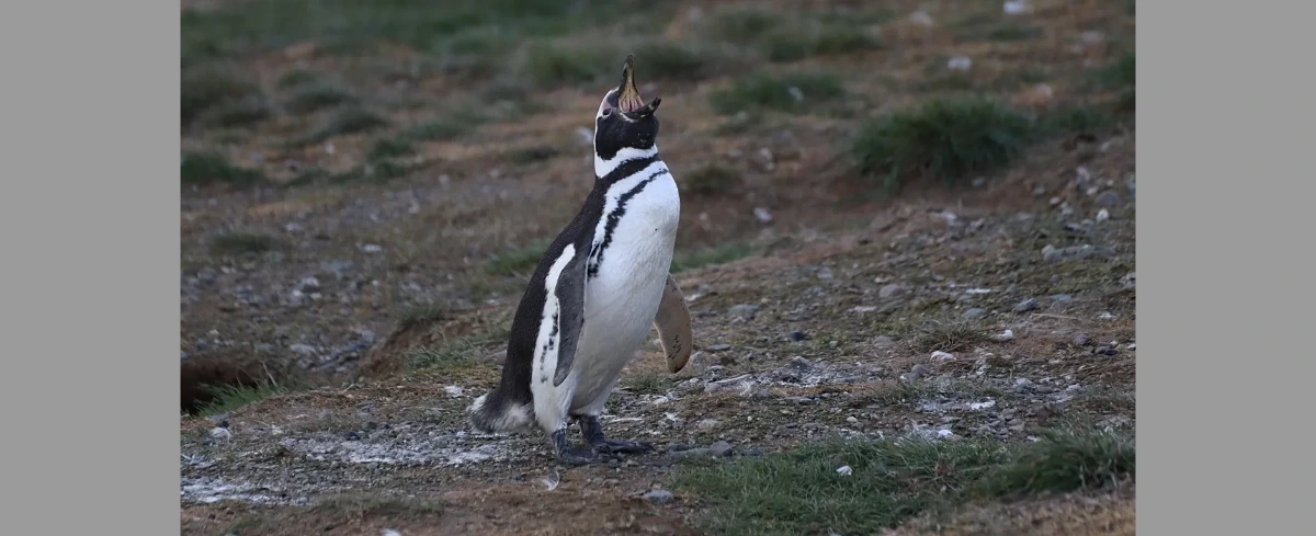 Dylemat ochrony przyrody: pumy wracają do parku narodowego i polują na pingwiny