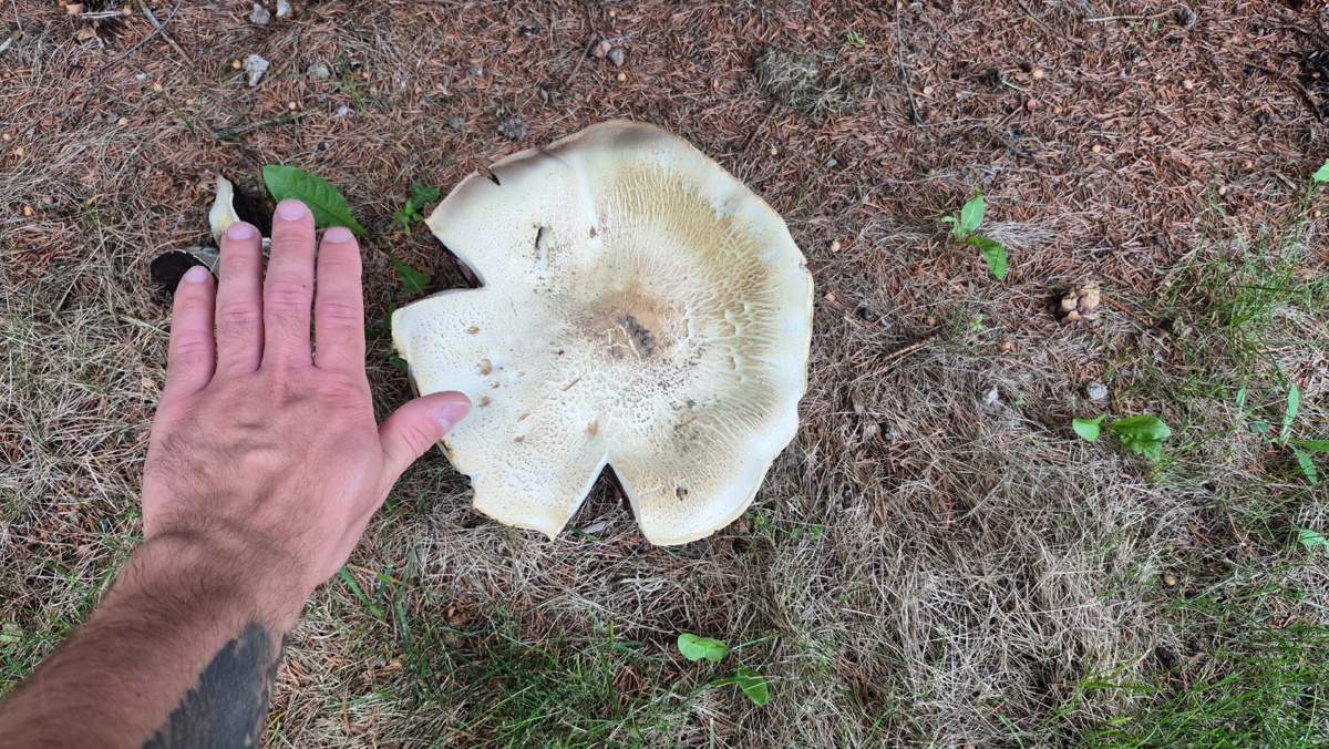 d23bead2-1c6e-4982-ada5-26a147da1d0f