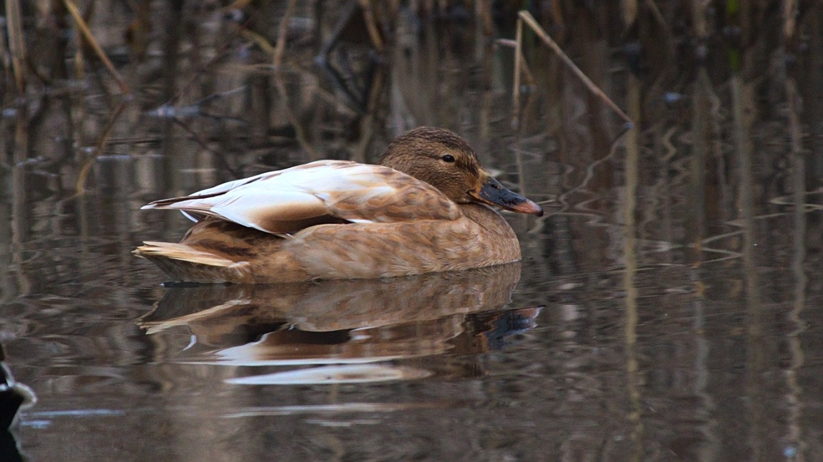 84beda2c-92a0-4fdd-aada-14112aabedea