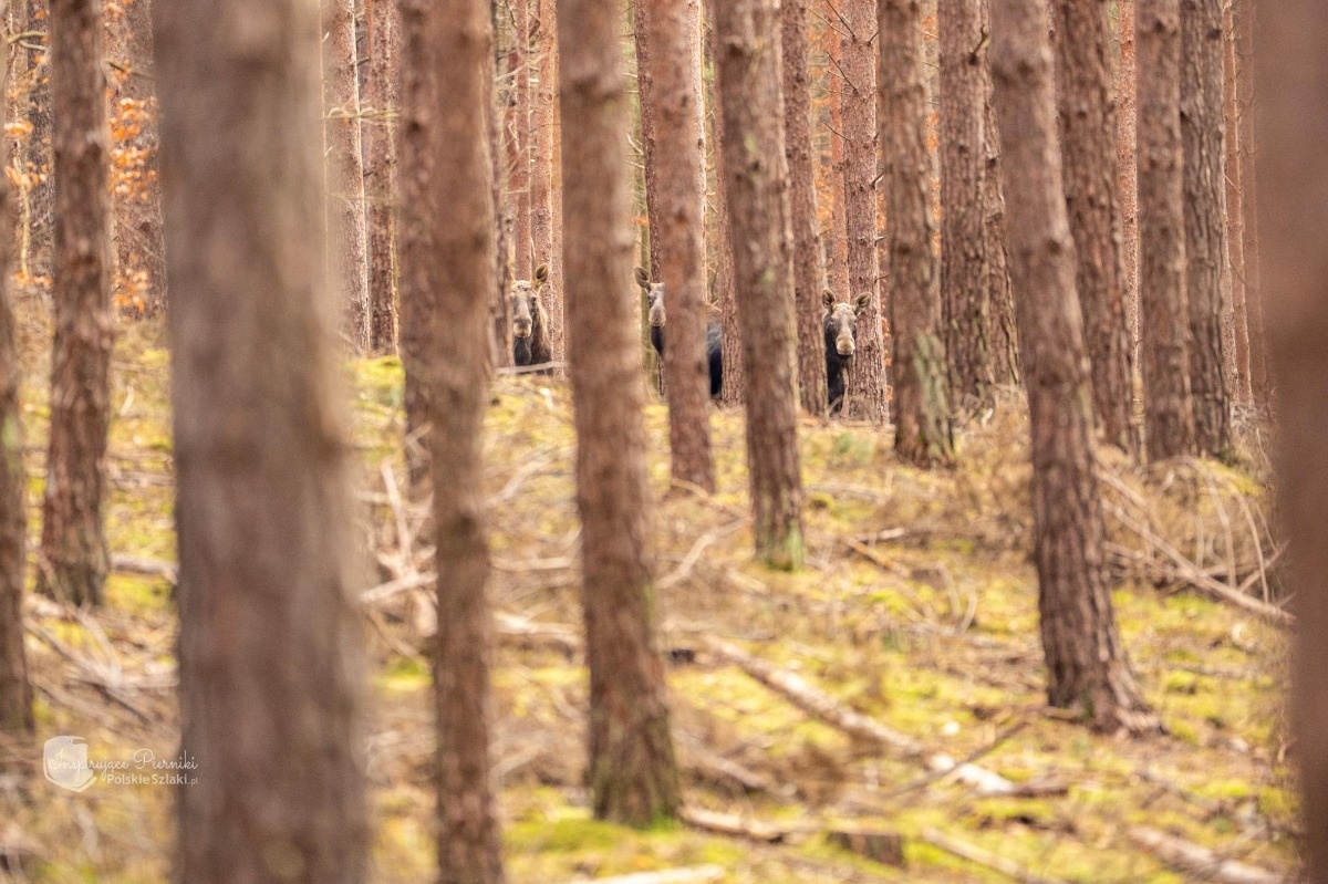 Drawieński Park Narodowy, ptasia kraina w której spotkaliśmy łosie