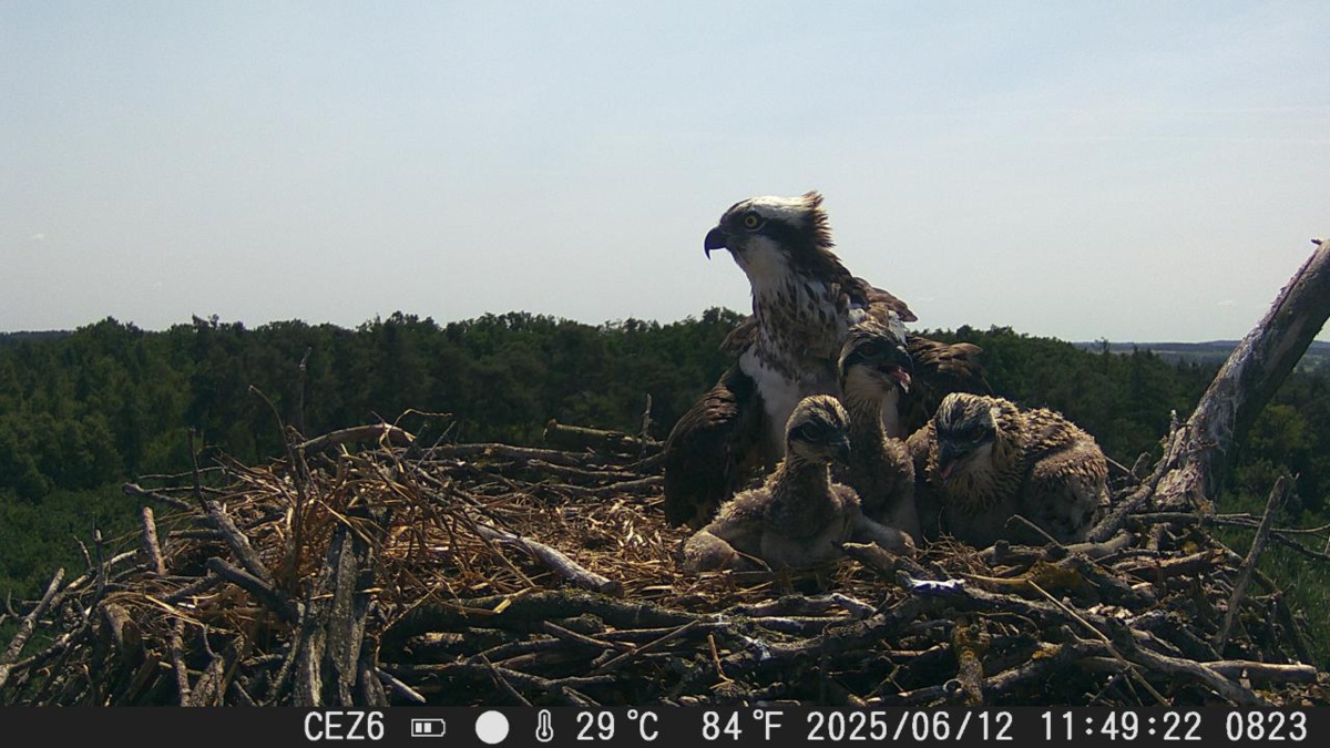 Sukces lęgu rybołowów w nadleśnictwie Kościan