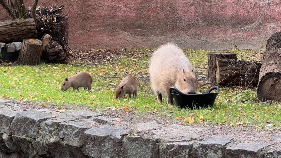 We wrocławskim zoo na świat przyszły małe kapibary