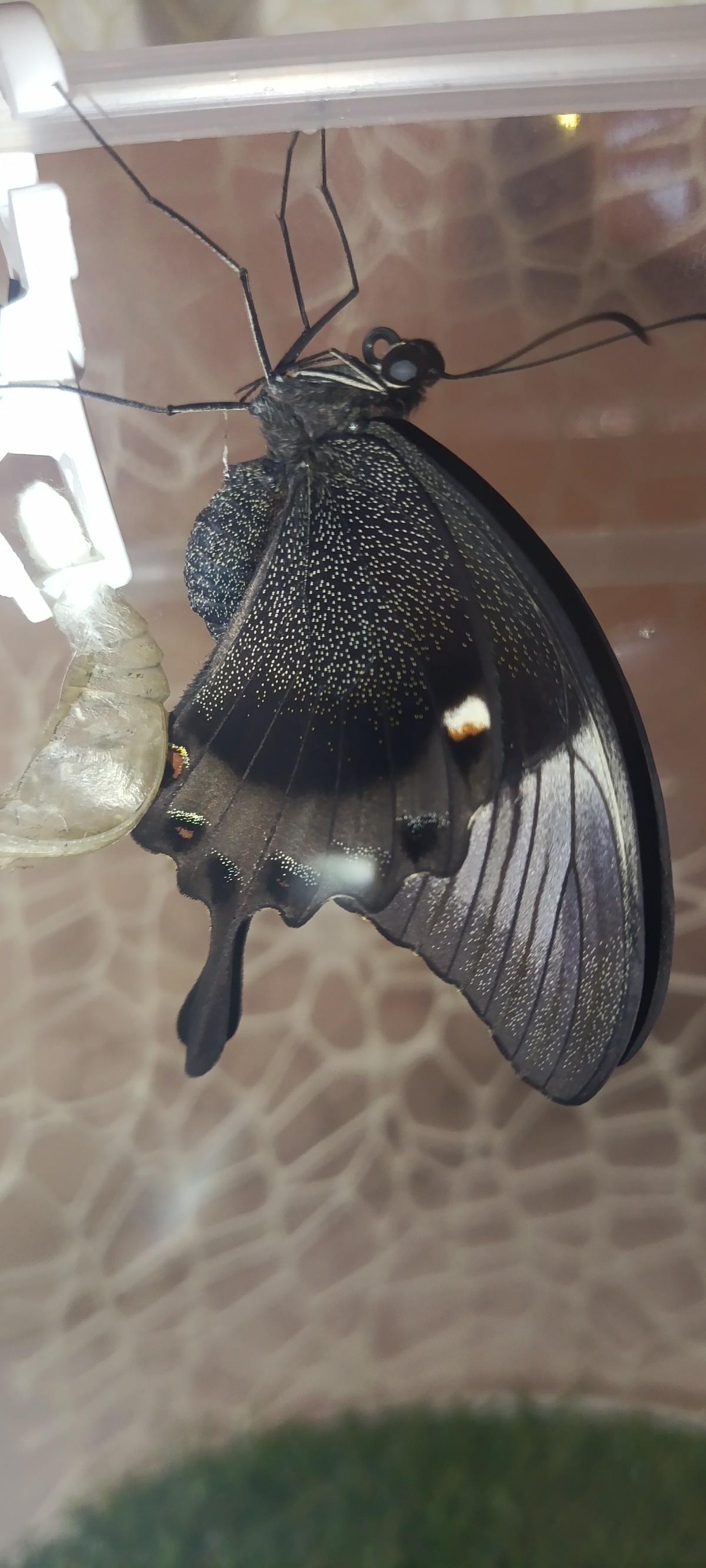 ac8b30e1-4d7f-4af8-9ef0-b508030ca4e7