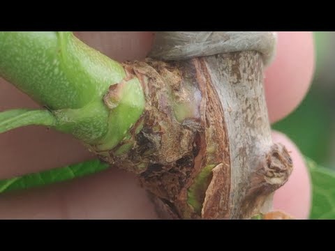 Jak wygląda szczepienie letnie roślin (metoda okulizacji)