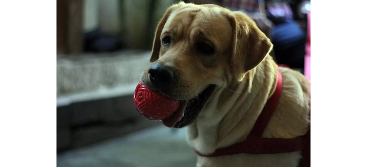 15 minut zabawy z psem skutecznie łagodzi stres