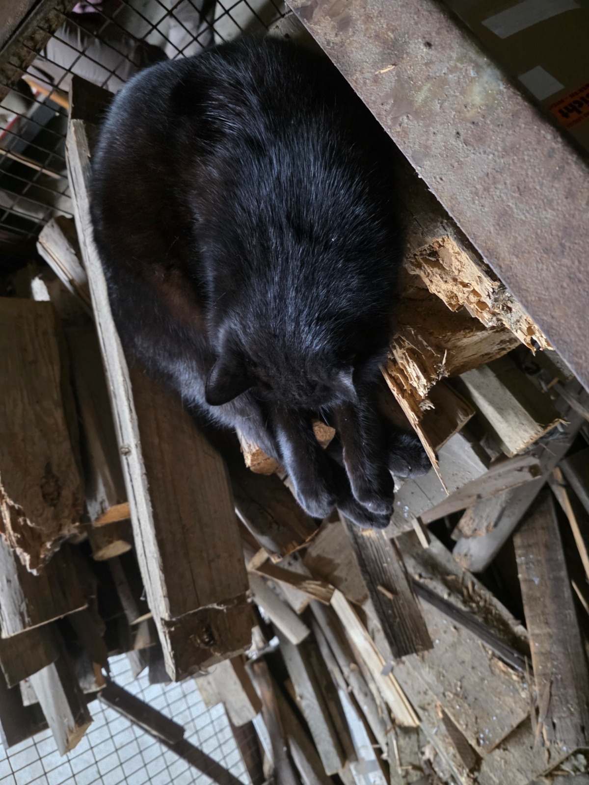 fcc3709a-5fff-4155-adb9-98822ed3a5c6