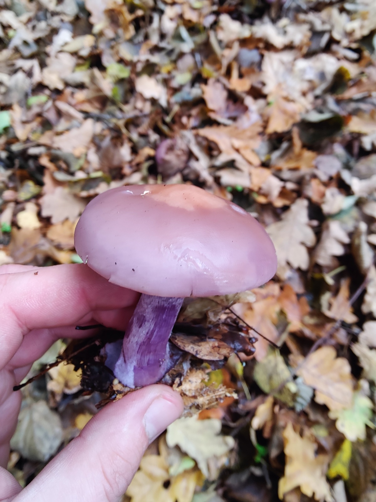 4b6d5b52-e2a1-4a75-9499-b427b52cfe67