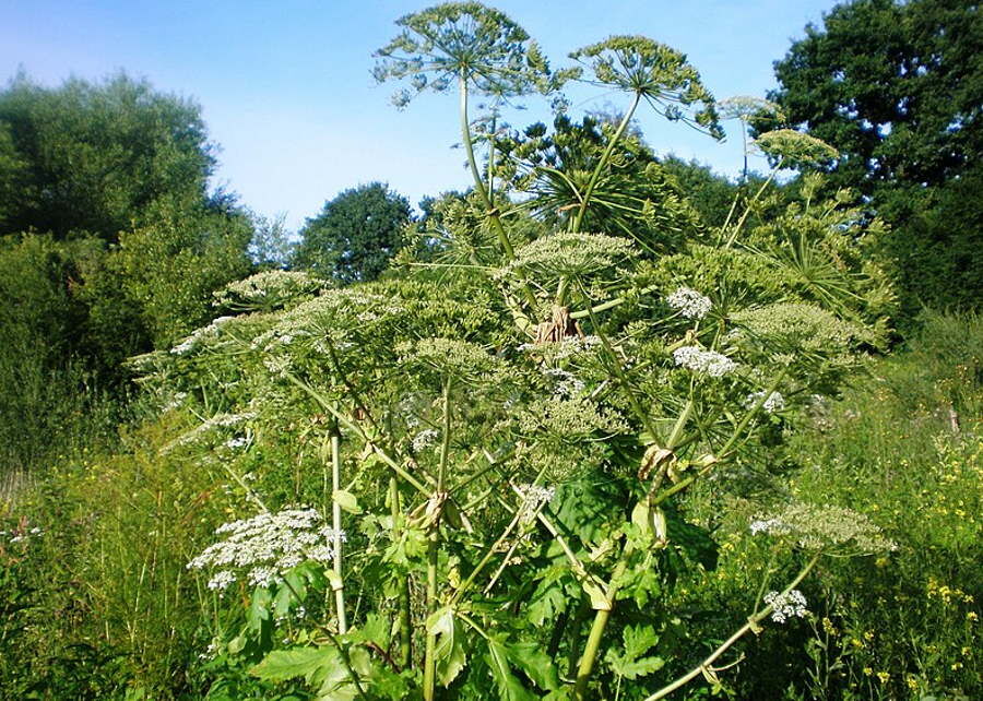 Krakowscy naukowcy znaleźli sposób na barszcz Sosnowskiego
