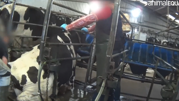 Bite i kopane krowy. Na szokującym nagraniu z brytyjskiej farmy słychać Polaków