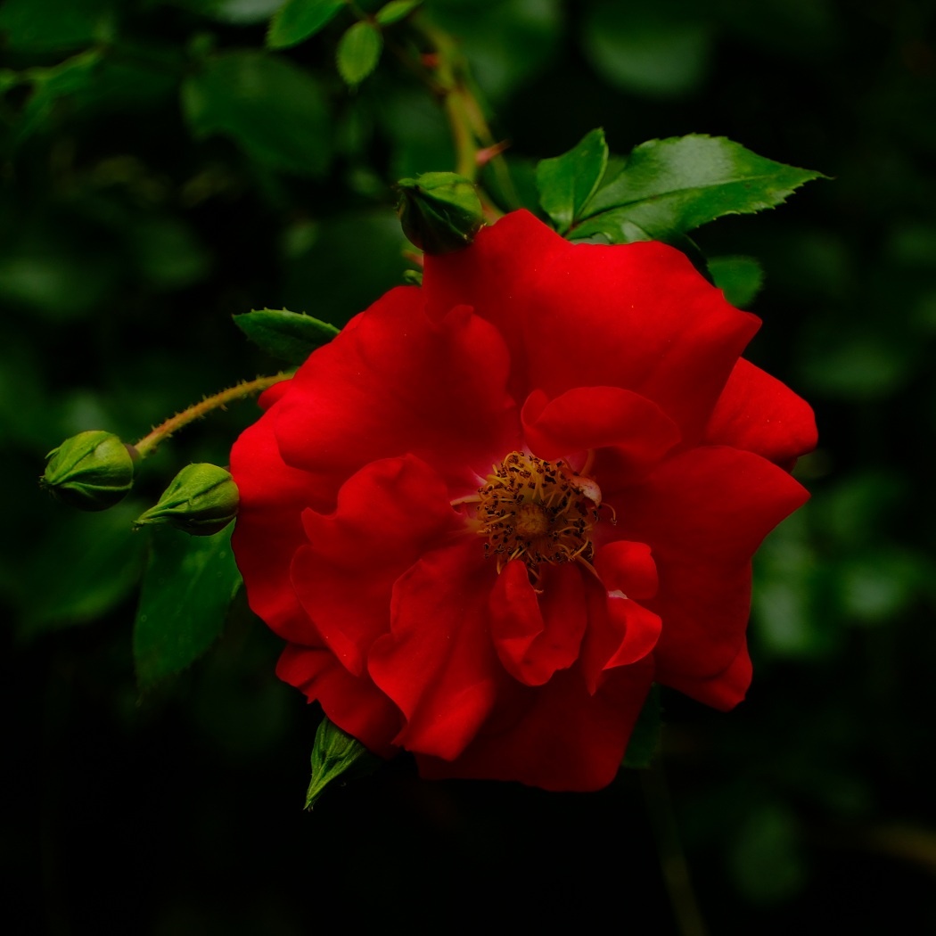 Piękna czerwona róża z rosarium w parku Śląskim