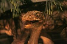 Silezaur: Polski dinozaur znów stał się sensacją