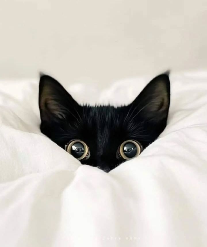 a581502f-4cd0-44f1-8d52-bd0c2f8d40aa