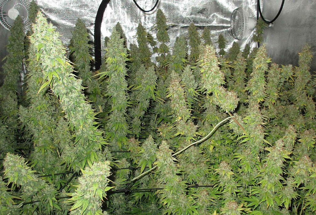 Amnesia Haze – legenda wśród nasion marihuany