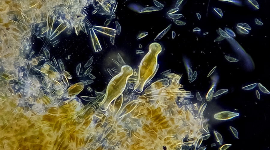 Naukowcy przywrócili do życia bałtyckie glony sprzed 7000 lat