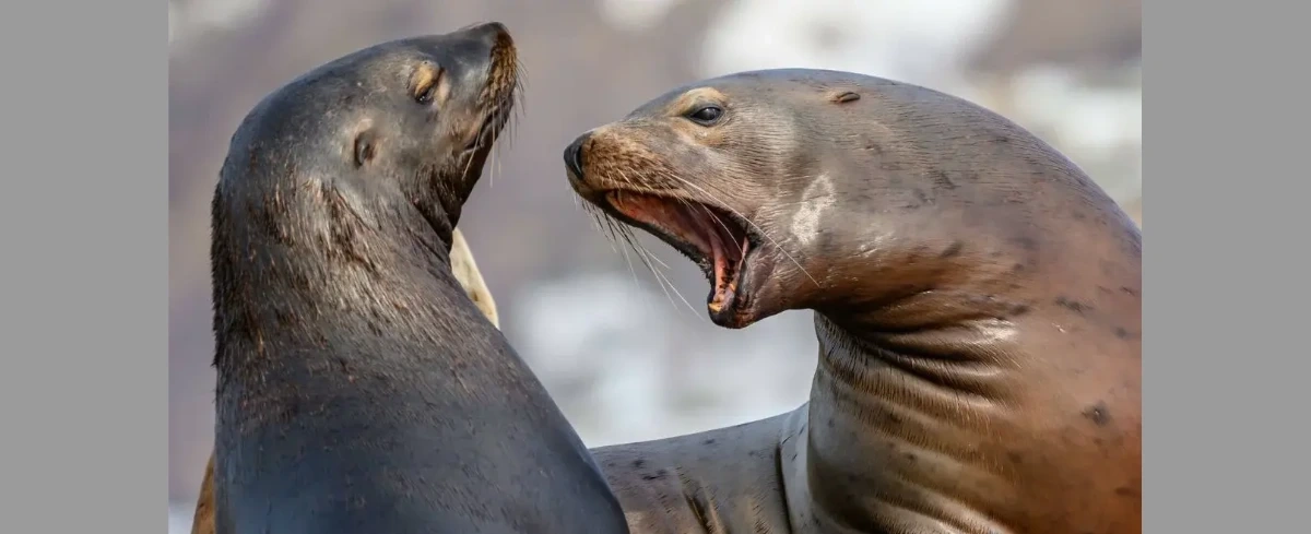 Delfiny umierają w męczarniach. Naukowcy alarmują. "Zjawisko może się nasilać"
