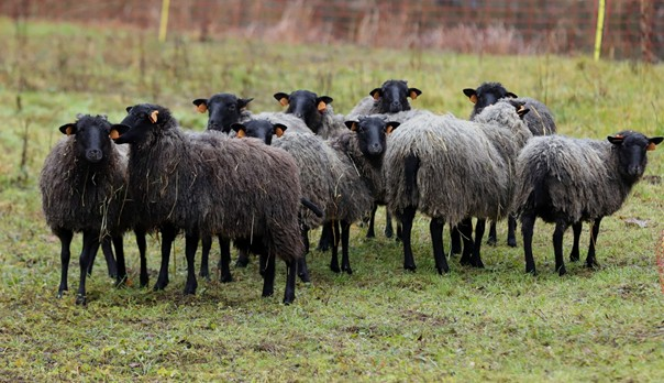 64f530ad-5fe7-4335-9d2f-c4d378329dc7