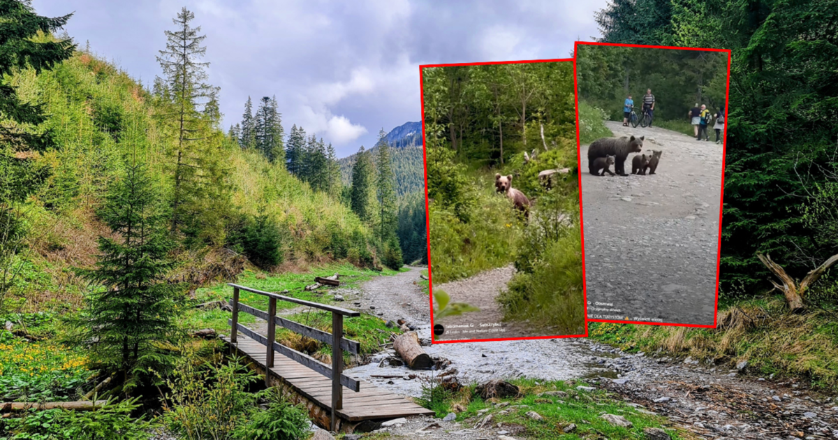 Tatry - niedźwiedzica z trzema młodymi