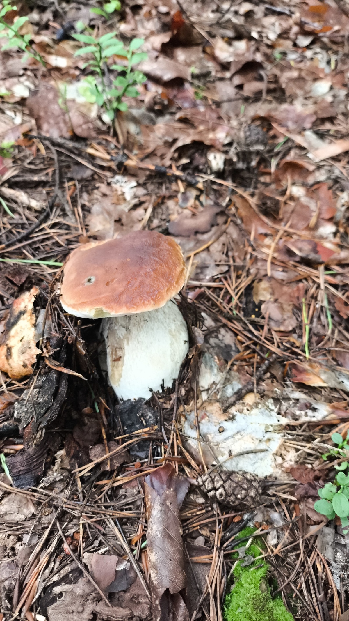 95d9f5af-3b57-4d83-ba54-ac25ff2def62