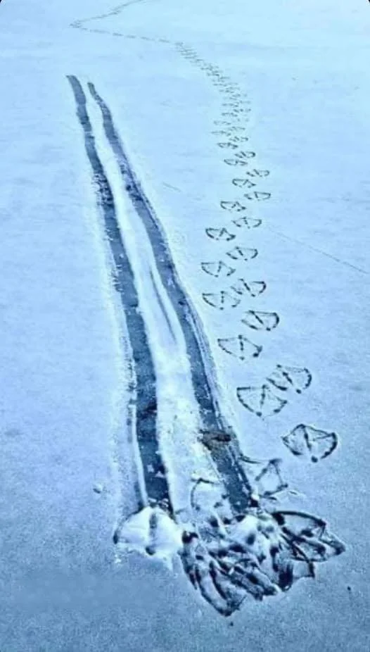 587c1c68-4feb-47c2-8550-9e329c97e8ff