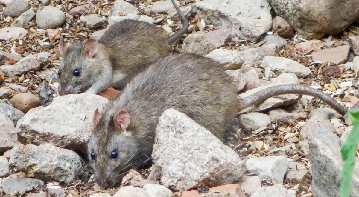 Plaga szczurów w Polsce. Gryzonie zalewają największe miasta