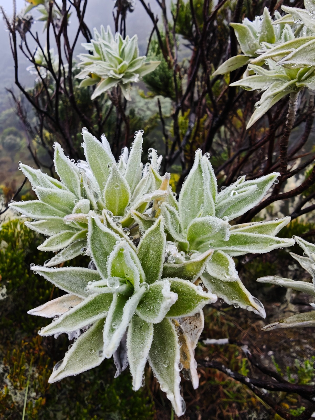 14a5879e-c327-4ccc-8d17-efd2fa4d6970