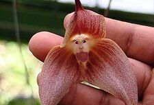 Dracula simia. Ta orchidea kojarzy się tylko z jednym