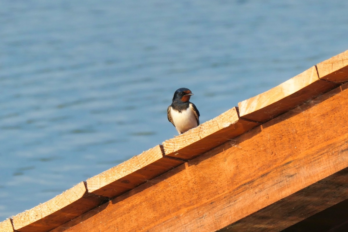 08469e66-6662-491a-94b9-031e3292b391