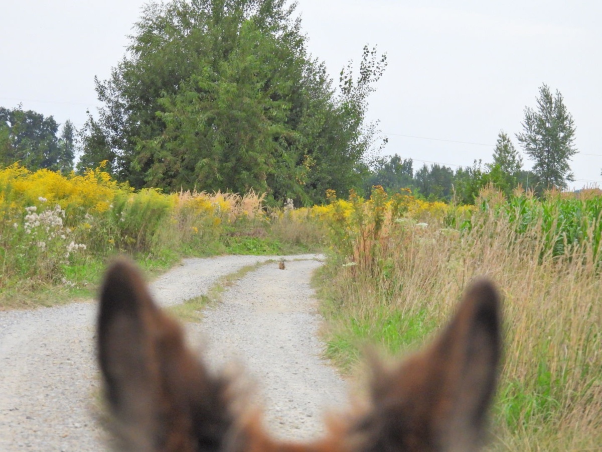 4471869e-2056-4c75-affe-d32fe7bebe73