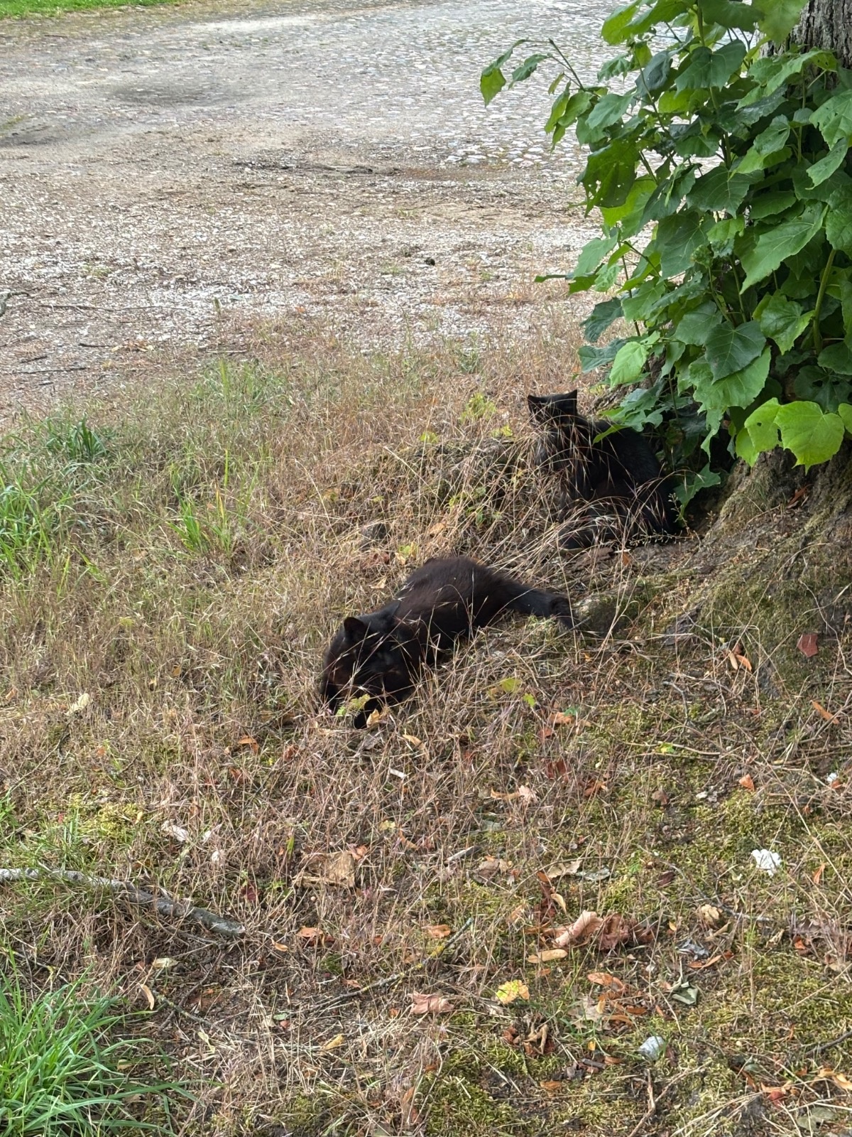 08e6f982-306d-4305-8394-23c8048f486a